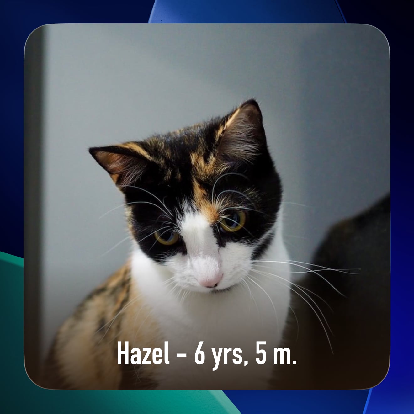 The Fade style Photo widget in Gammel