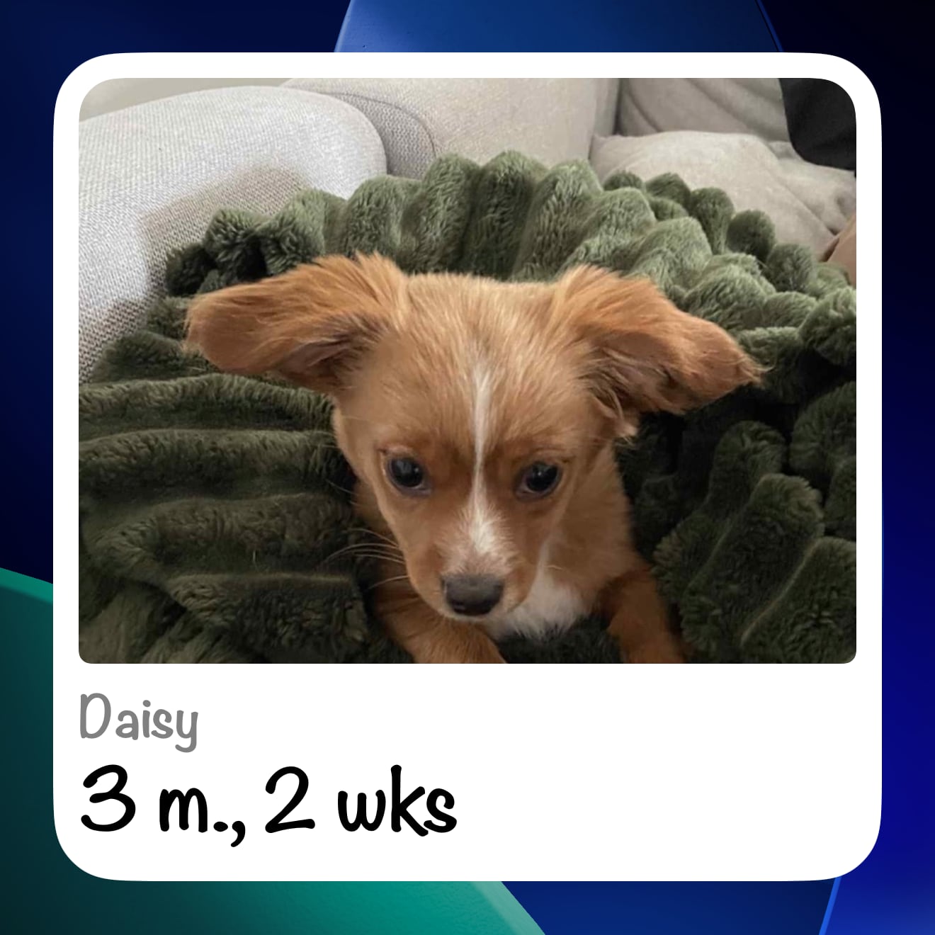 Instant style Photo widget